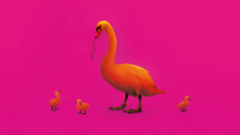 grazende zwaan: een oranje zwaan met kuikens in knalroze achtergrond